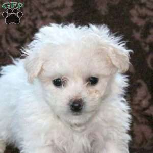 Gail, Bichon Frise Puppy