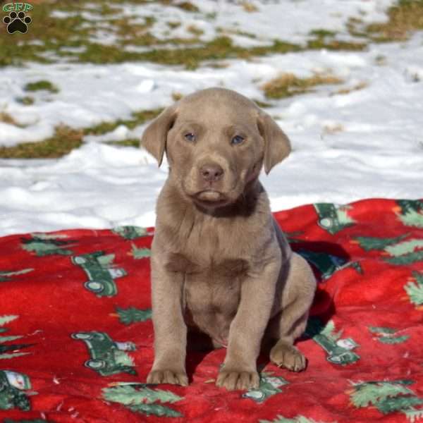 Garland, Labradoodle Puppy