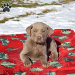 Garland, Labradoodle Puppy