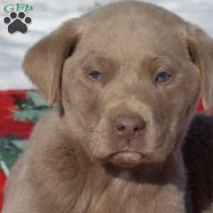Garland, Labradoodle Puppy