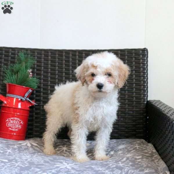 Garnet, Miniature Poodle Puppy