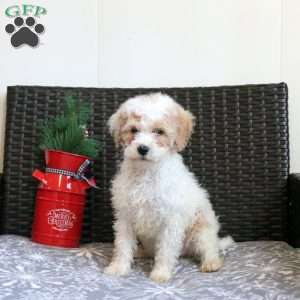 Garnet, Miniature Poodle Puppy