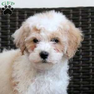 Garnet, Miniature Poodle Puppy