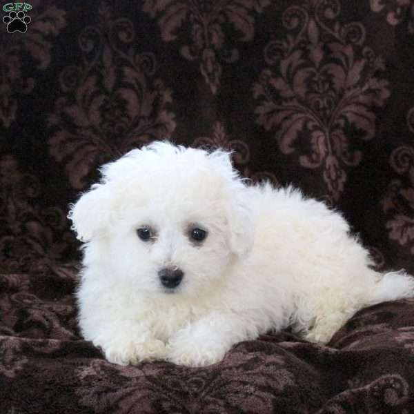 Garrett, Bichon Frise Puppy