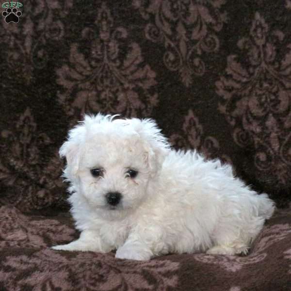 Garrett, Bichon Frise Puppy