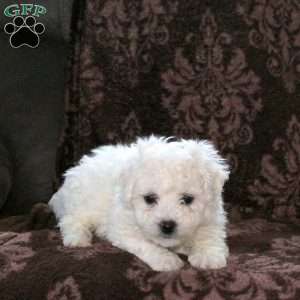 Garrett, Bichon Frise Puppy