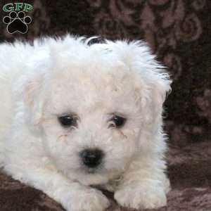 Garrett, Bichon Frise Puppy