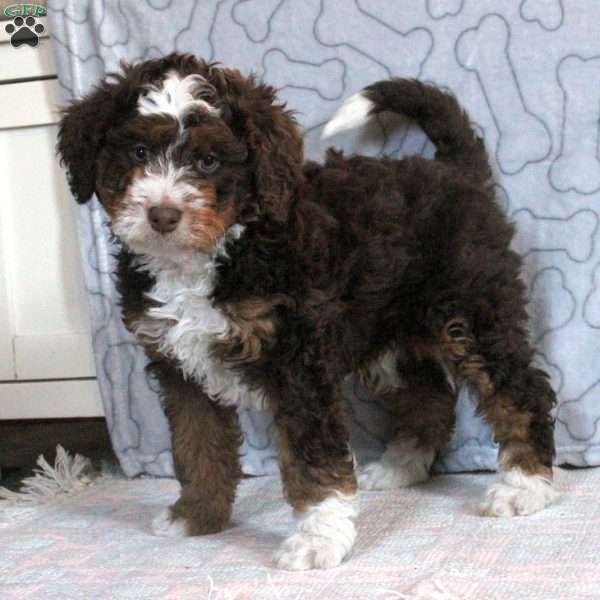 Garth, Mini Bernedoodle Puppy