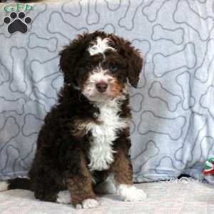 Garth, Mini Bernedoodle Puppy