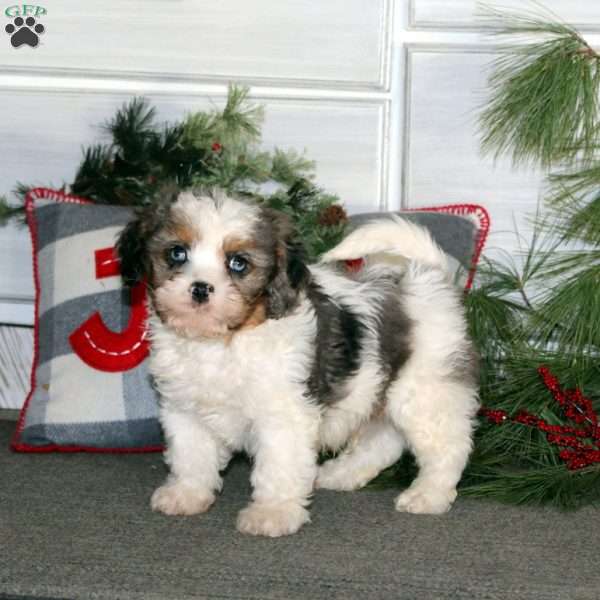 Gavin, Cavapoo Puppy