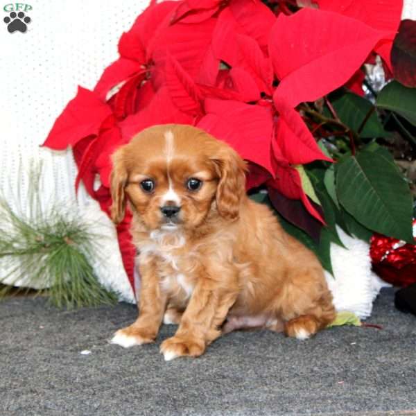 Gavin, Cavalier King Charles Spaniel Puppy
