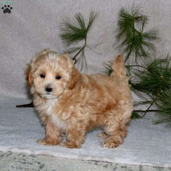 Gavin, Maltipoo Puppy