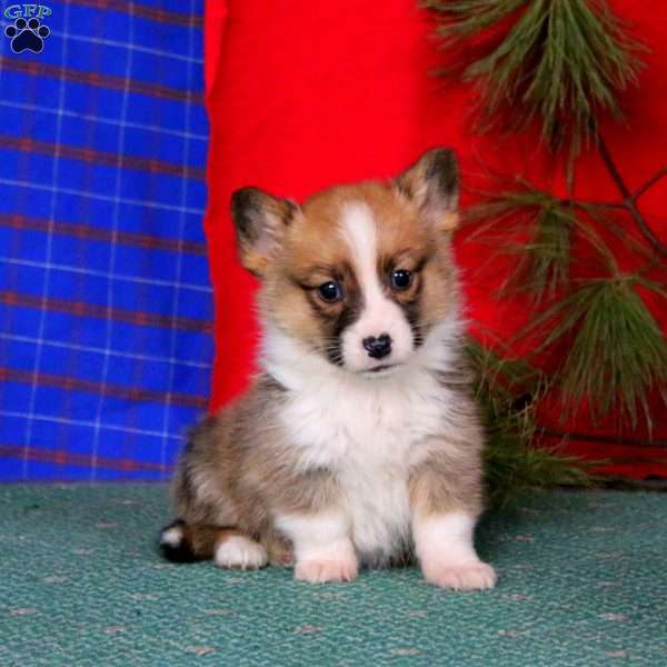 Gavin, Pembroke Welsh Corgi Puppy