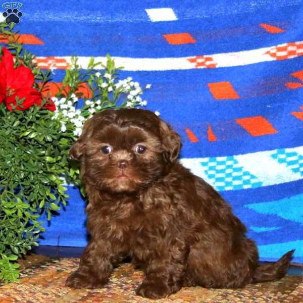 Gavin, Teddy Bear Puppy