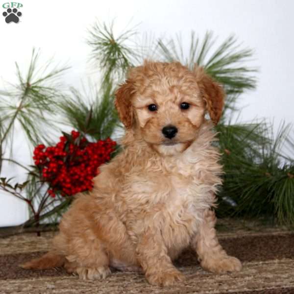Gavin, Mini Goldendoodle Puppy