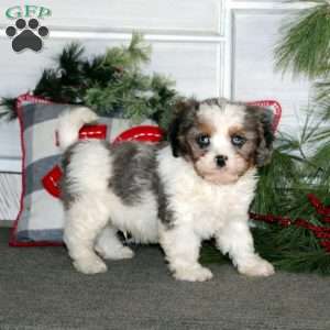 Gavin, Cavapoo Puppy
