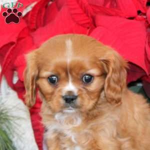 Gavin, Cavalier King Charles Spaniel Puppy