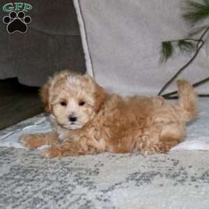 Gavin, Maltipoo Puppy