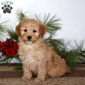 Gavin, Mini Goldendoodle Puppy