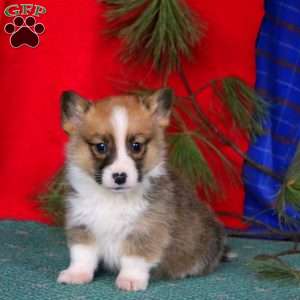Gavin, Pembroke Welsh Corgi Puppy