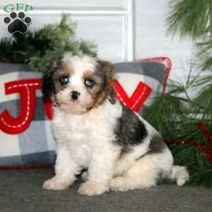 Gavin, Cavapoo Puppy