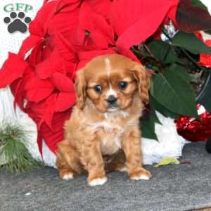 Gavin, Cavalier King Charles Spaniel Puppy