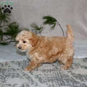 Gavin, Maltipoo Puppy
