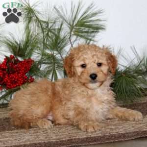 Gavin, Mini Goldendoodle Puppy