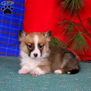 Gavin, Pembroke Welsh Corgi Puppy