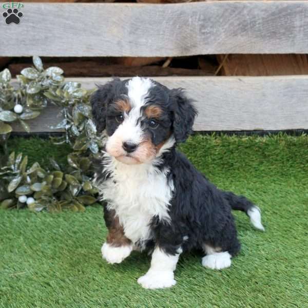 Geo, Mini Bernedoodle Puppy