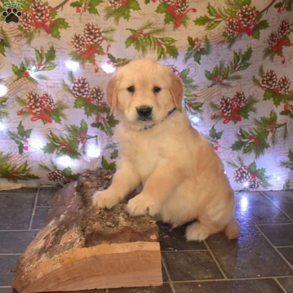 Geo, Golden Retriever Puppy