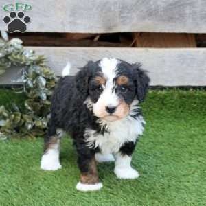 Geo, Mini Bernedoodle Puppy