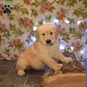 Geo, Golden Retriever Puppy