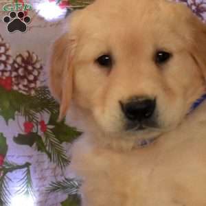 Geo, Golden Retriever Puppy