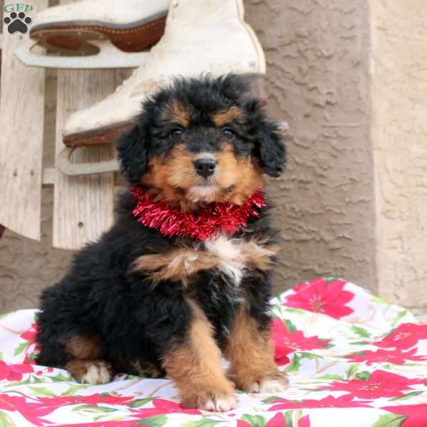 George, Mini Aussiedoodle Puppy