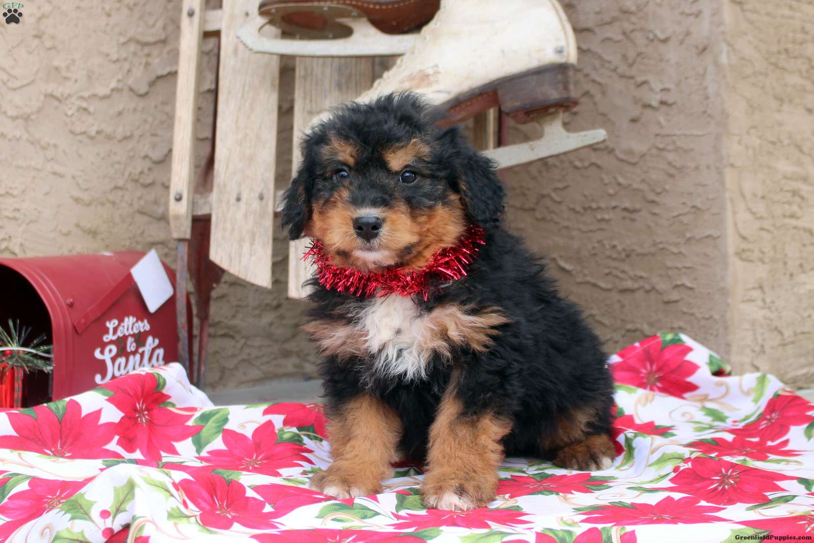 George - Mini Aussiedoodle Puppy For Sale in Pennsylvania