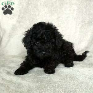 Georgie, Toy Poodle Puppy