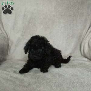 Georgie, Toy Poodle Puppy