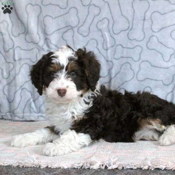 Gia, Mini Bernedoodle Puppy