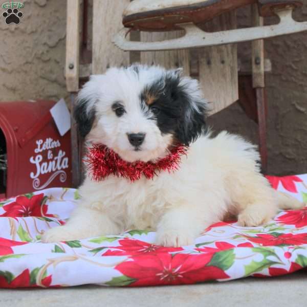 Gia, Mini Aussiedoodle Puppy