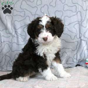 Gia, Mini Bernedoodle Puppy