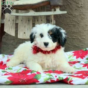 Gia, Mini Aussiedoodle Puppy