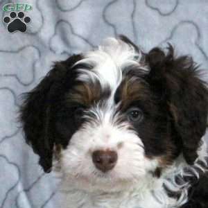 Gia, Mini Bernedoodle Puppy