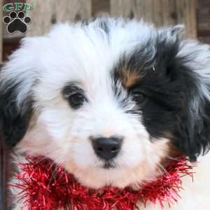 Gia, Mini Aussiedoodle Puppy