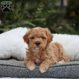 Gia F1B, Mini Goldendoodle Puppy