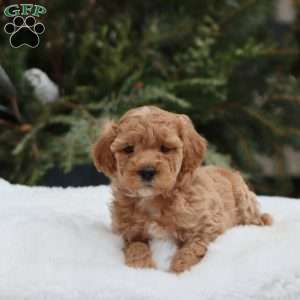 Gia F1B, Mini Goldendoodle Puppy