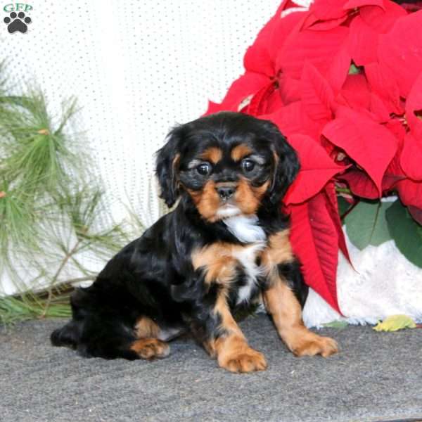 Gigi, Cavalier King Charles Spaniel Puppy