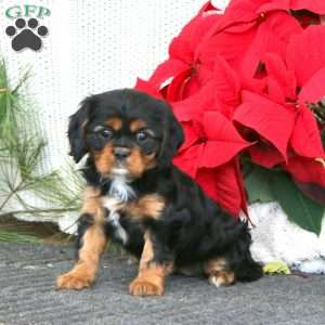 Gigi, Cavalier King Charles Spaniel Puppy