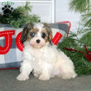 Gigi, Cavapoo Puppy