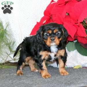 Gigi, Cavalier King Charles Spaniel Puppy